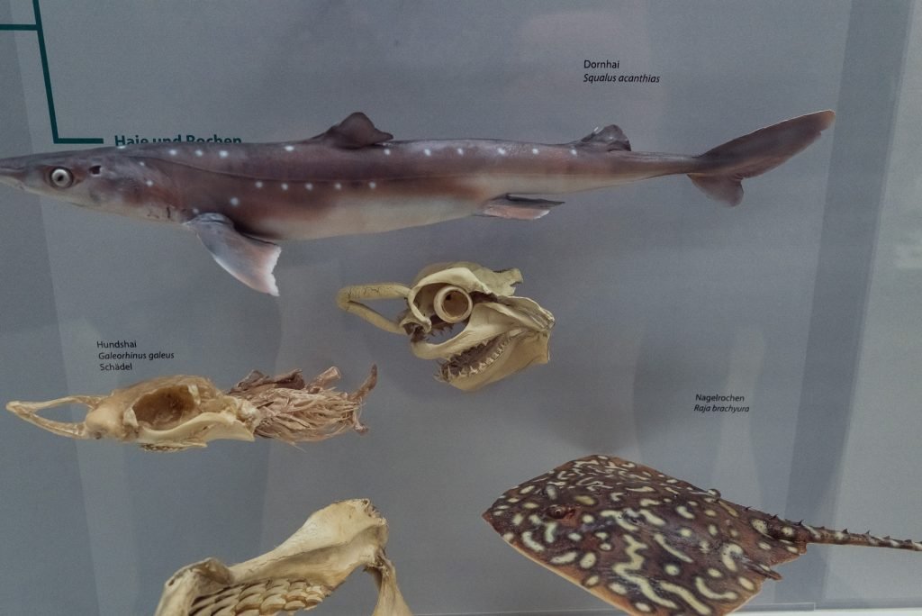 Exponate von Fischen im Phyletischen Museum bearbeitet mit Lightroom