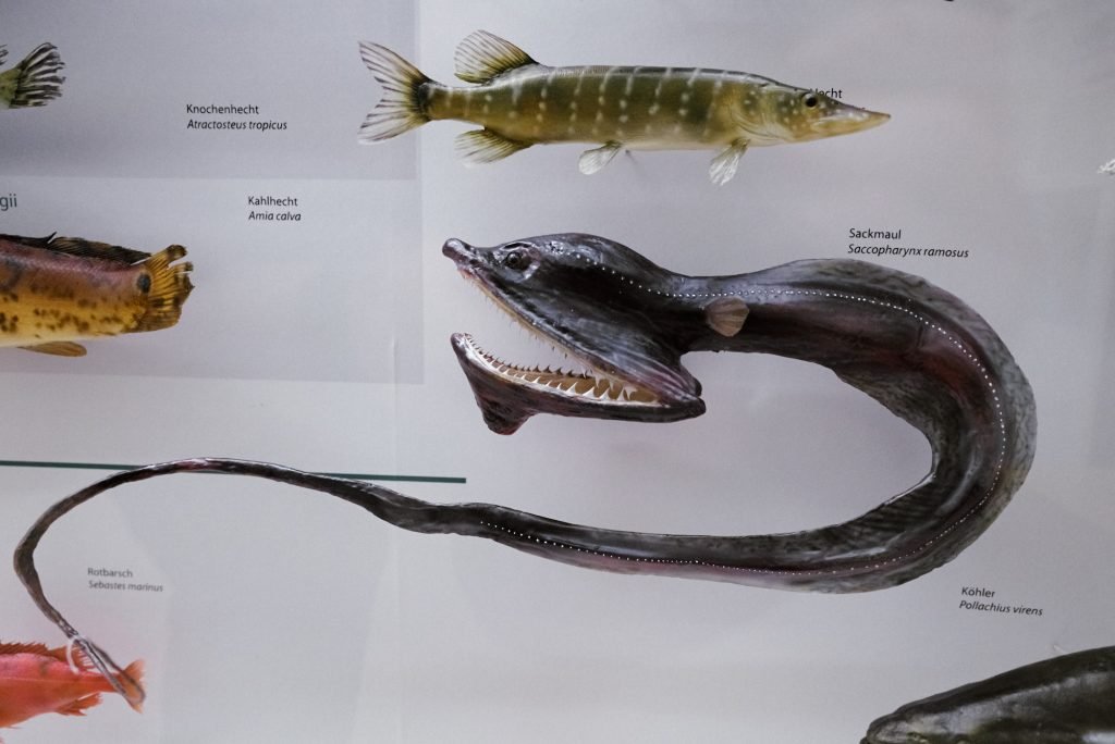 Exponate von Fischen im Phyletischen Museum bearbeitet mit Capture One