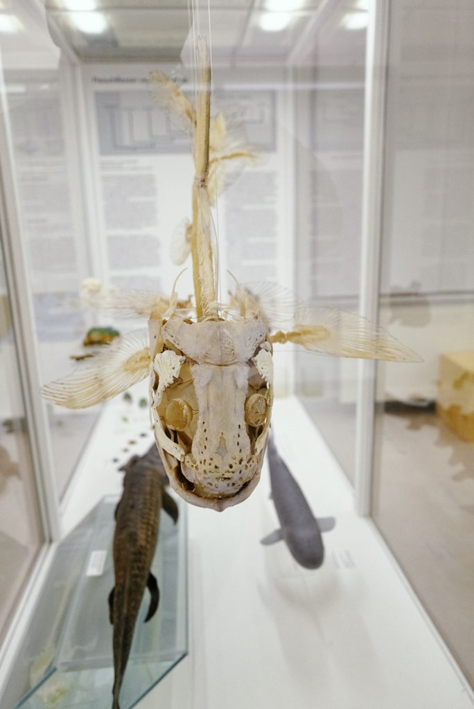 Fischskelett im Phyletischen Museum bearbeitet mit Capture One