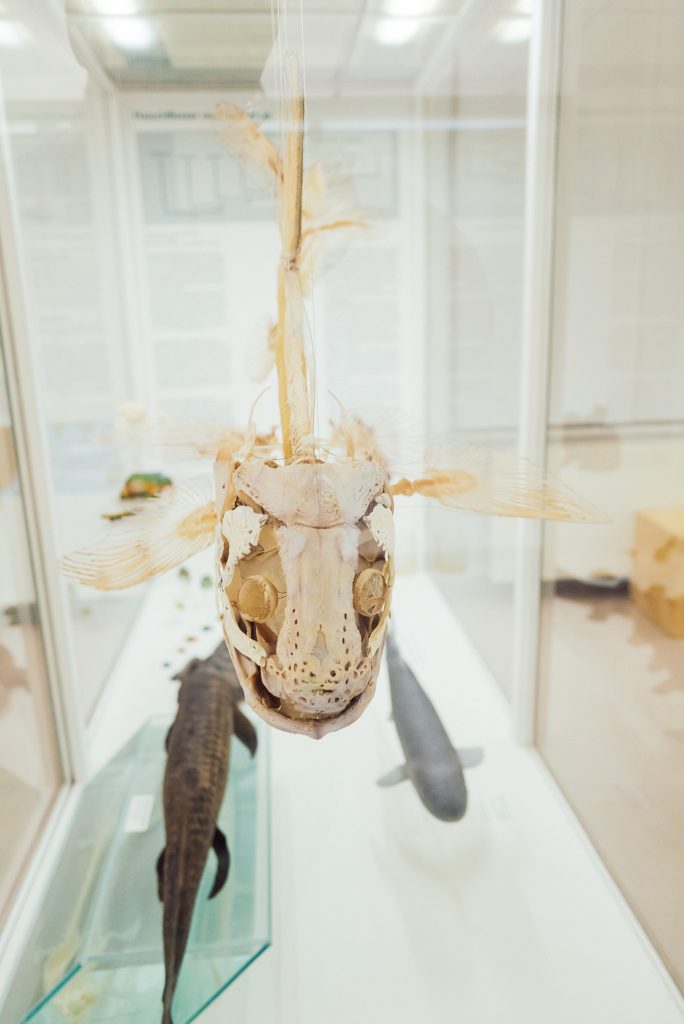 Fischskelett im Phyletischen Museum bearbeitet mit Lightroom