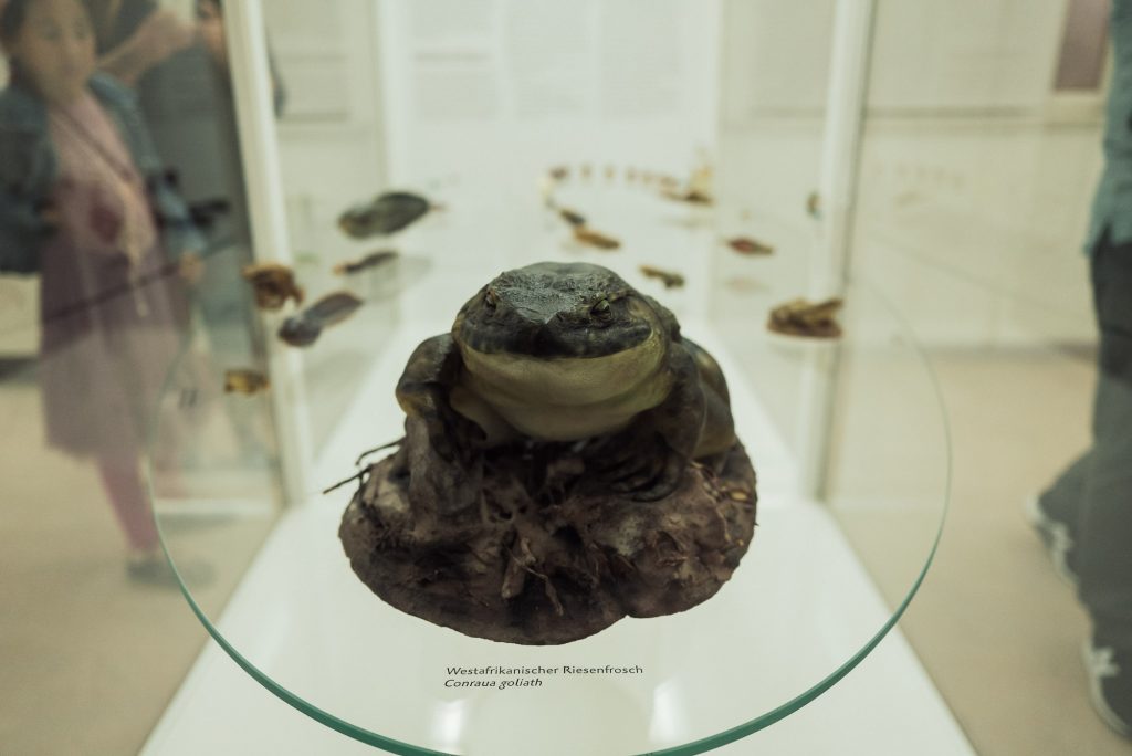 Westafrikanischer Riesenfrosch im Phyletisches Museum