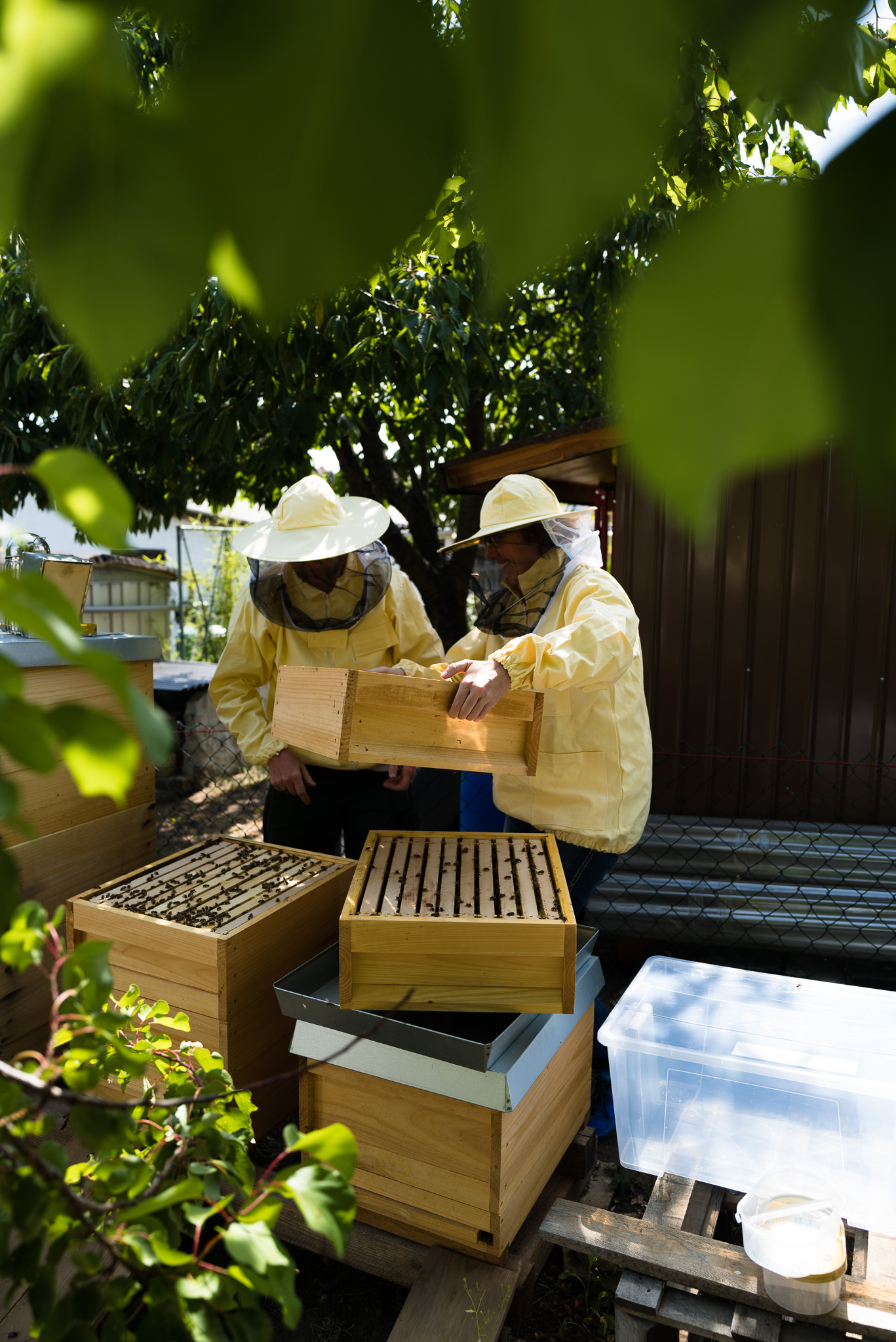 Imker - Ernten der Honigrahmen